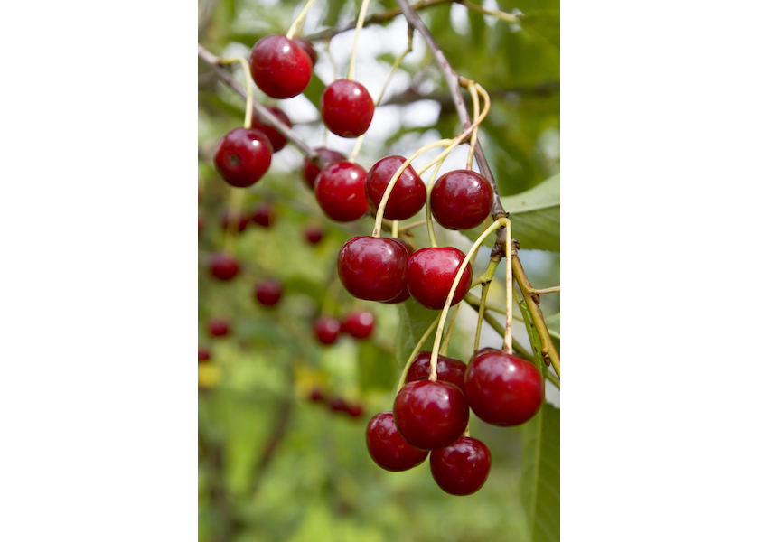 California cherry crop expected to snap back to normal timing The Packer